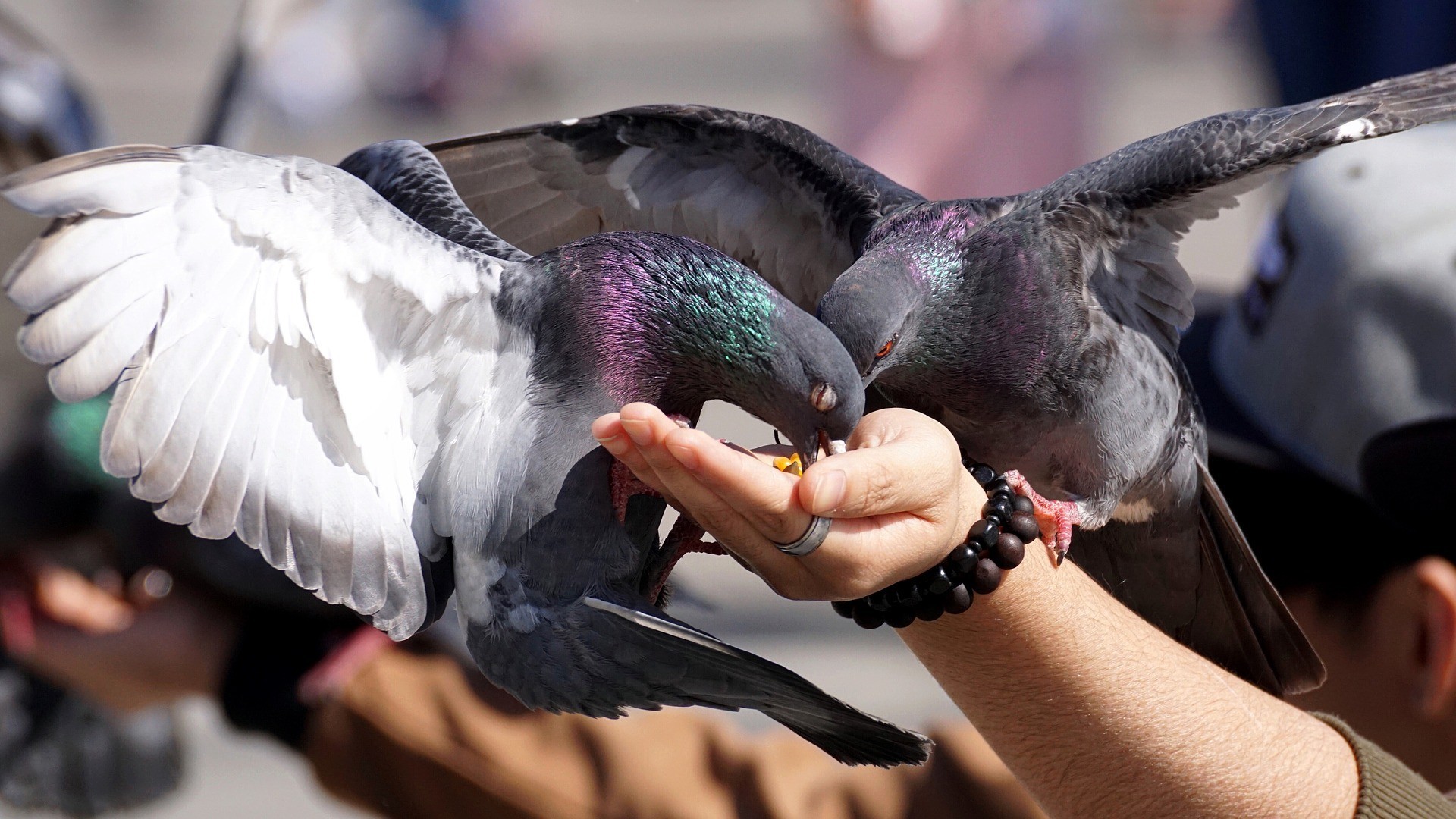 Avoid Feeding Pigeons