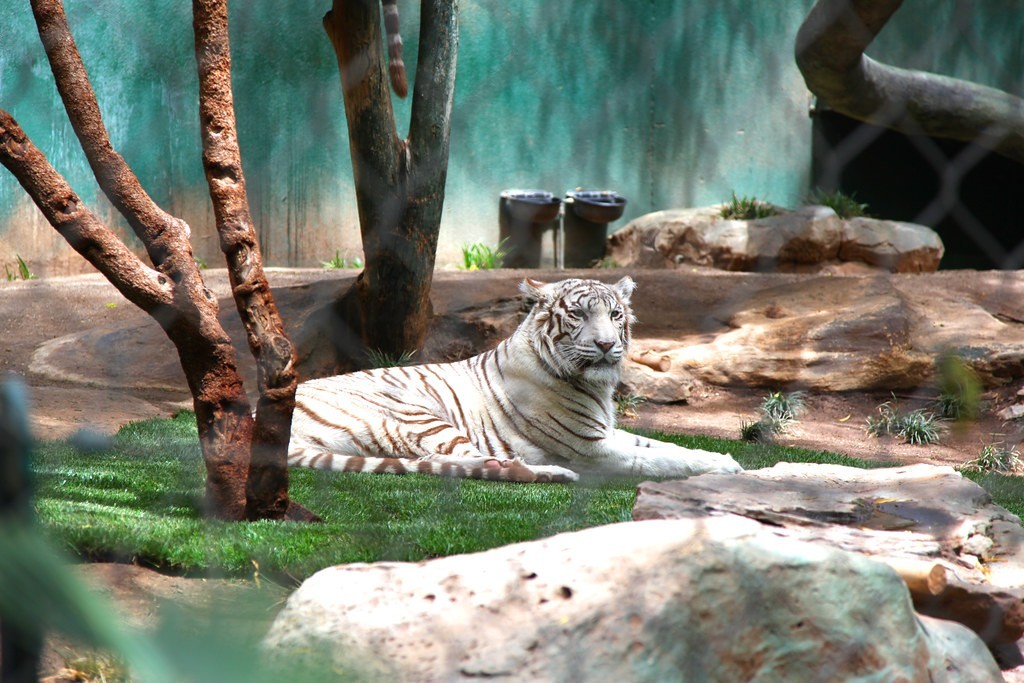 Secret Garden & Dolphin Habitat at the Mirage