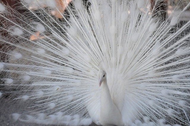 Gilcrease Nature Sanctuary