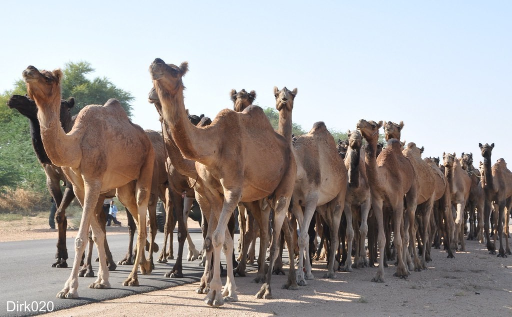 No Camels On The Highway