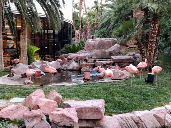 Wildlife Habitat at Flamingo Las Vegas