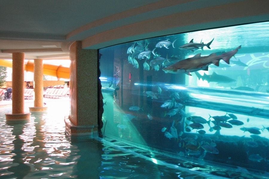 The Tank Pool at Golden Nugget