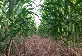Moapa Valley Corn Maze