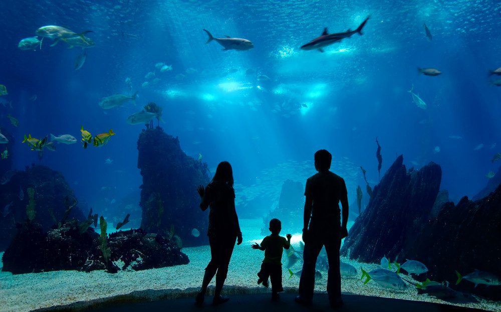 Visit the Shark Reef Aquarium